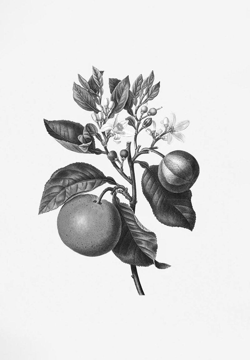 New Perfumes Collection