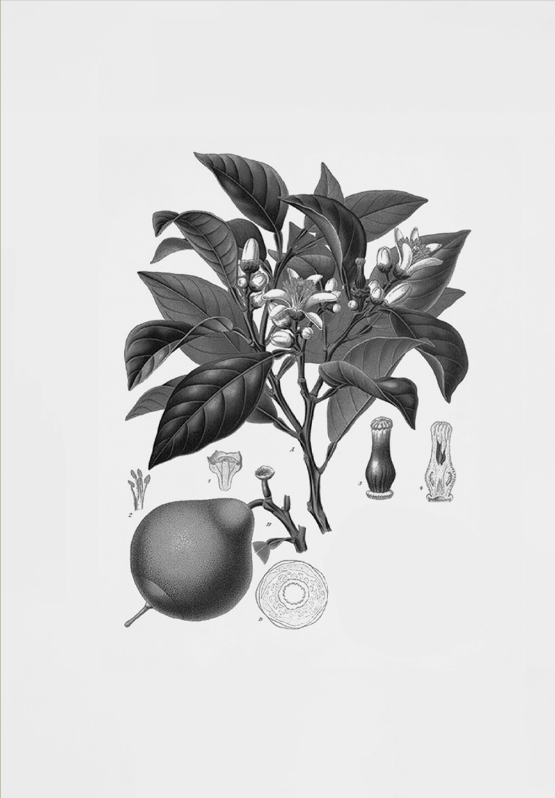 New Perfumes Collection