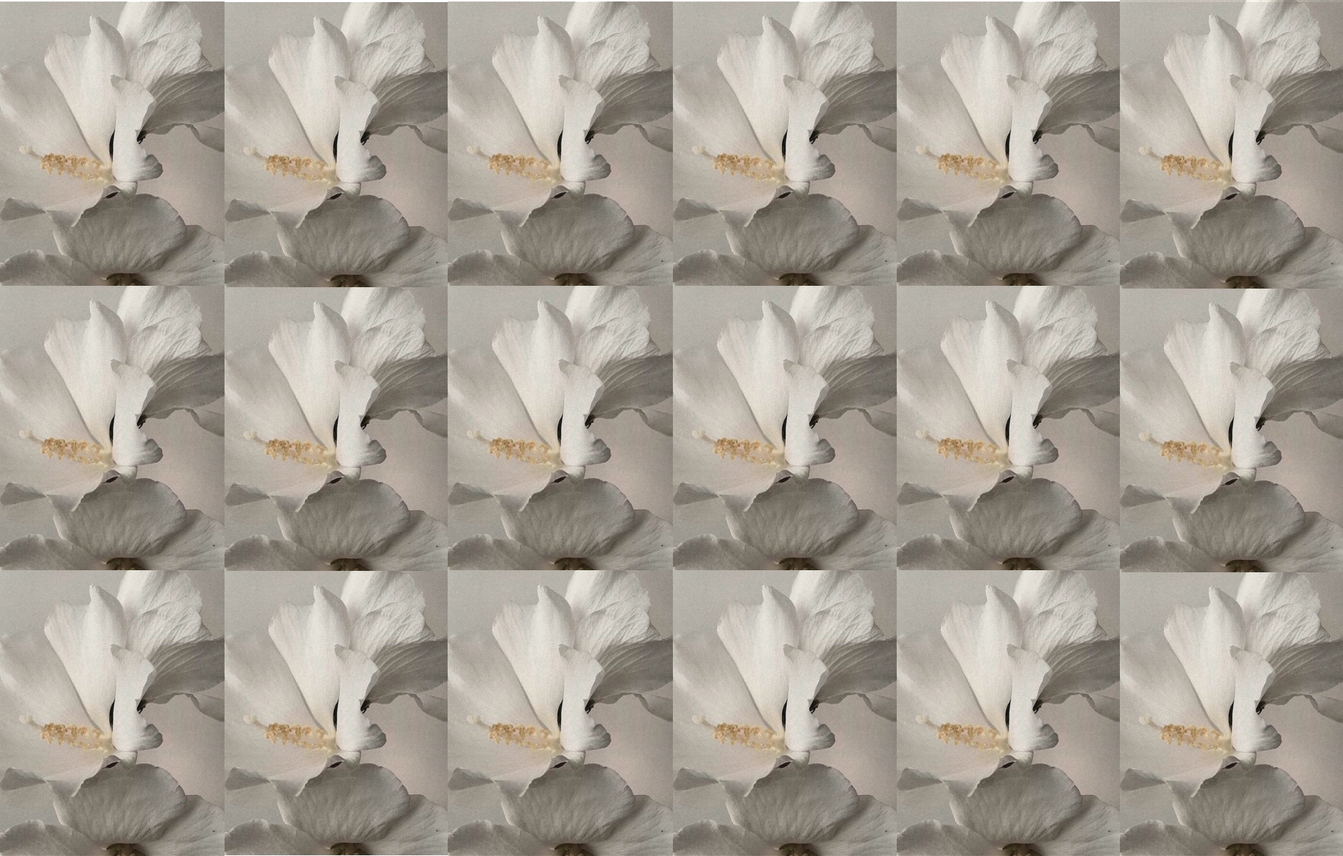 Paper | Massimo Dutti